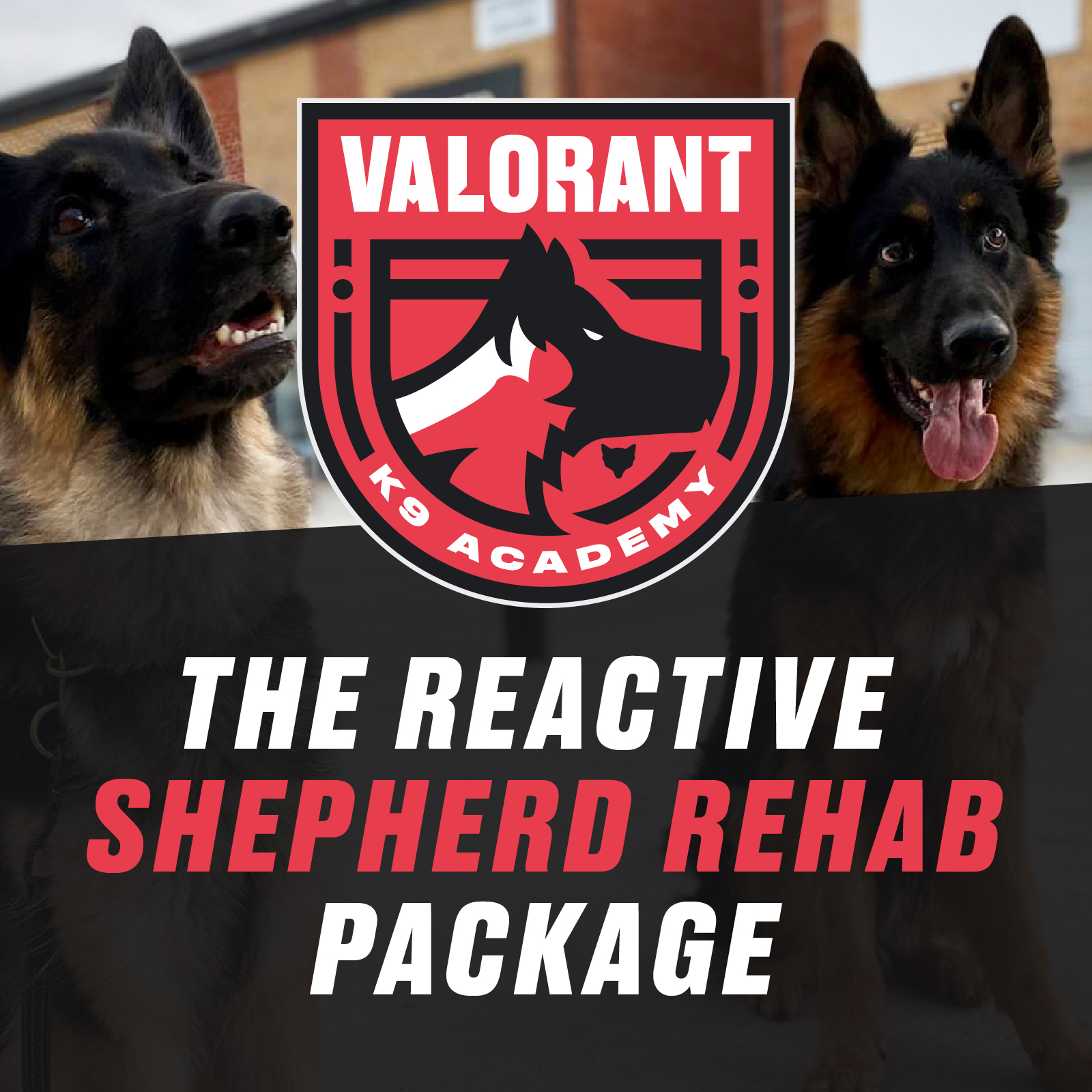 K9 rehab best sale
