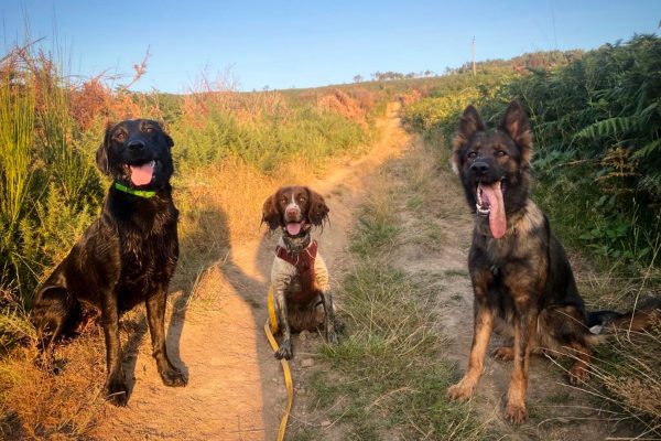 2 Week Socialisation B&#038;T Programme