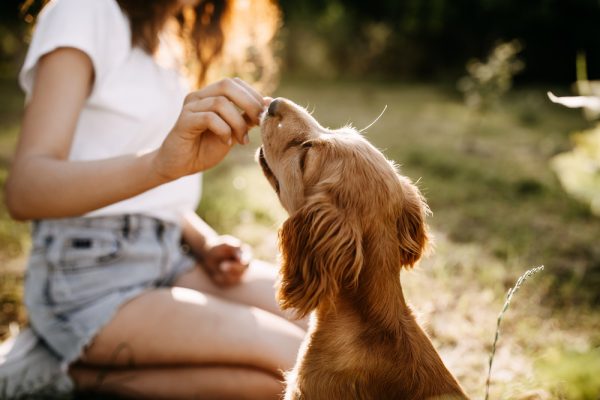 5 Week Puppy Course