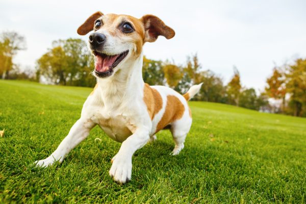 5 Week Puppy Course